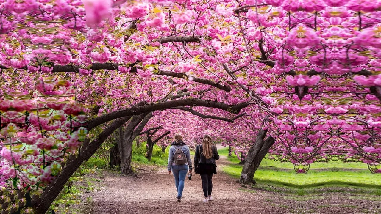 The Beauty of Cherry Blossoms in the USA