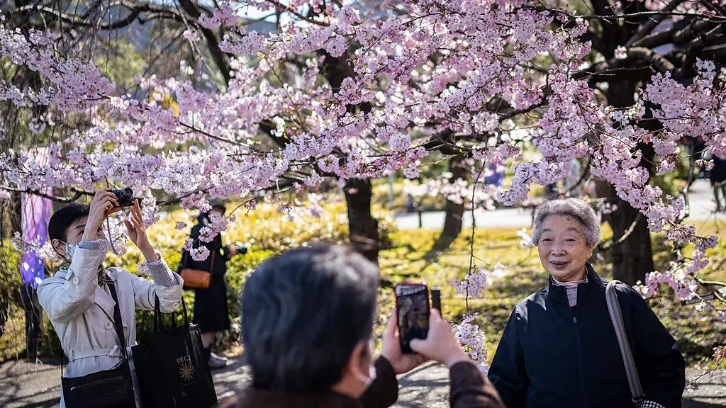 How Climate Change Affects Cherry Blossoms