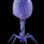 Rare Bacteria Traced to Meta AI Data